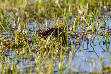 The Godwit on wetland,are a group of large, long-billed, long-legged and strongly migratory waders of the bird genus Limosa.Godwits were once a popular British dish (1682 ) .Ecology. Zoology