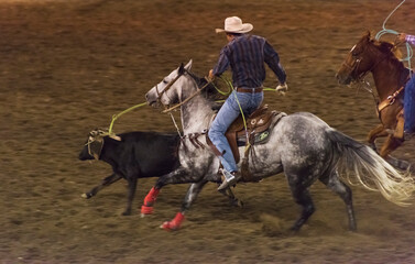 Team Roping at Omak Stampede, Washington State, USA