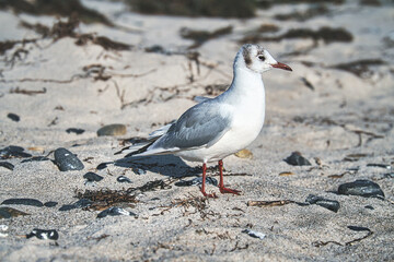 Seagull on the sandy beach of zingst.