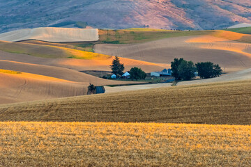 Farm house on rolling wheat field at sunrise, Palouse, Washington State, USA