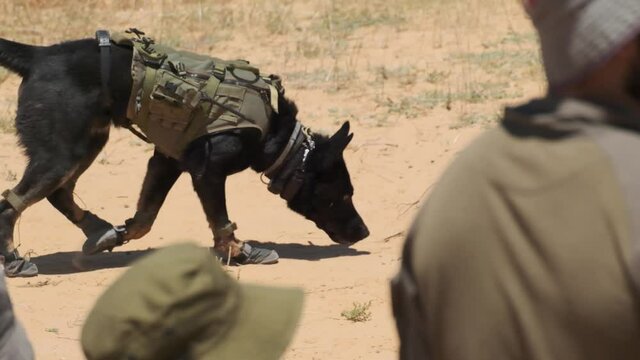 Black military dog sniffs the desert land in search of explosives