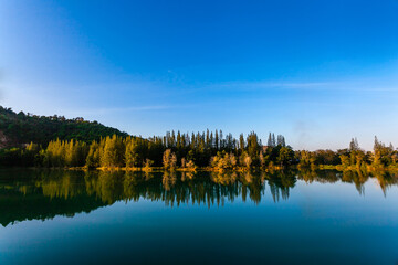 beautyful lake with pine