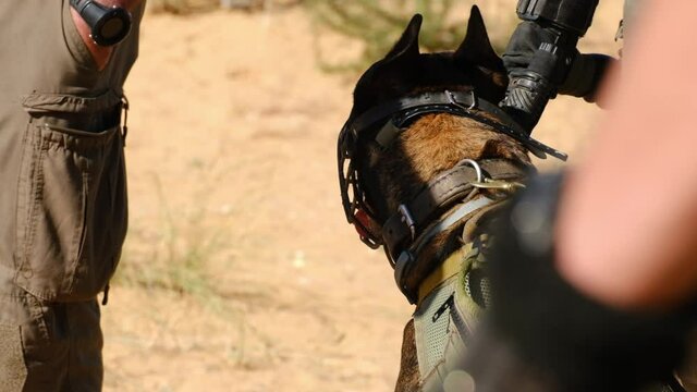 Close-up of a combative military dog with a mouth barrier waiting for orders with his tongue out thirsty