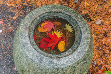 Washington State, Seattle. Kubota Garden, Water Basin with Autumn leaves