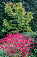 Washington State, Seattle. Kubota Garden, Burning bush and Japanese maple