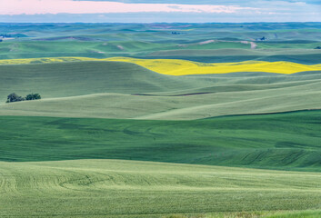Obraz premium Washington State, Whitman County. Palouse farm fields