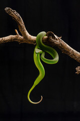 green snake in the tree