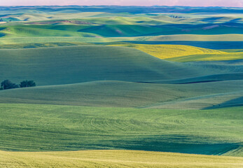 Obraz premium Washington State, Whitman County. Palouse farm fields