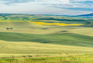 Obraz premium Washington State, Whitman County. Palouse farm fields