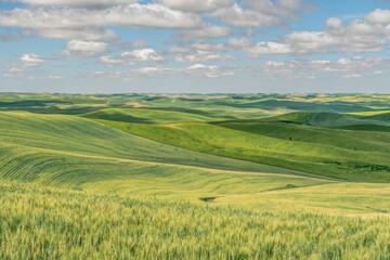 Washington State, Whitman County. Palouse farm fields
