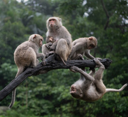 Cute monkeys playing in the forest