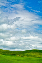 Fototapeta premium USA, Washington State, Palouse Region, Patterns in the fields of fresh green Spring wheat