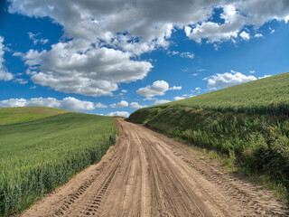Fototapeta na wymiar USA, Washington State, Palouse, Country Backroad through Spring wheat fields