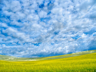 Fototapeta premium USA, Washington State, Palouse, Spring canola field with beautiful clouds