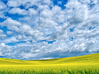 USA, Washington State, Palouse, Spring canola field with beautiful clouds