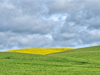 USA, Washington State, Palouse, Rolling hills of canola and wheat