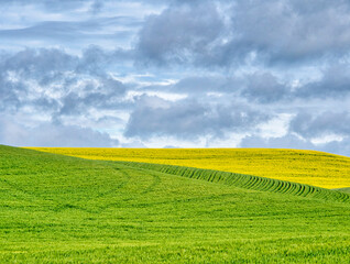 USA, Washington State, Palouse, Rolling hills of canola and wheat © Danita Delimont