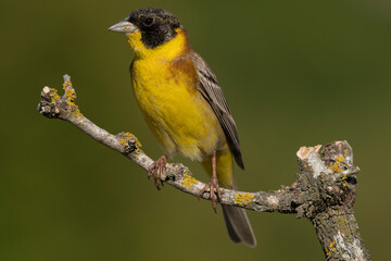 Black-headed Bunting poses for the photographer for Christmas. (Black-headed Bunting)