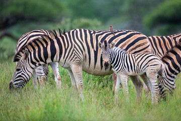 Fototapeta na wymiar Young Burchell's Zebra in the safety of the herd in Hluhluwe, South Africa