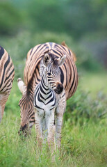 Young Burchell's Zebra in the safety of the herd in Hluhluwe, South Africa