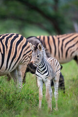 Young Burchell's Zebra in the safety of the herd in Hluhluwe, South Africa