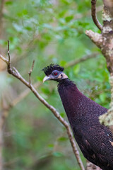 Crested Guineafowl on its perch in the Hluhluwe-Imfolozi reserve
