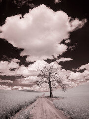 USA, Washington State, Palouse. Cloud and lone tree on Backcountry road