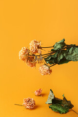 Dry roses and golden earrings on color background