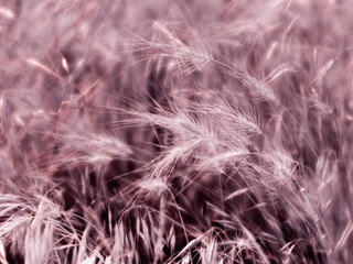 USA, Washington State, Palouse. od close up of wheat head