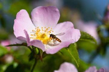 Wasp sucking pollen on a pink flower