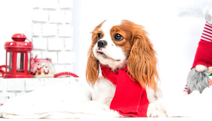 spaniel dog in red scarf on christmas background