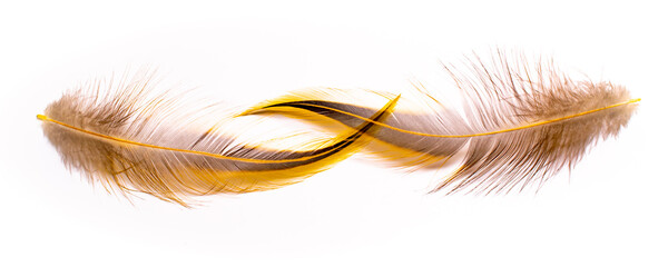 bird feathers on a white background