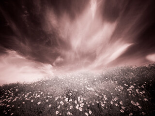 USA, Washington State, Palouse. Spring Poppies and Backcountry road through wheat field and clouds