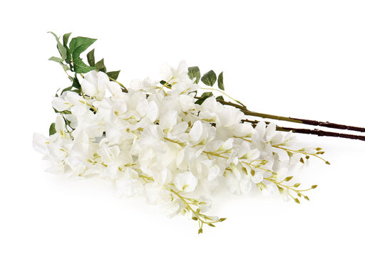 Branch of beautiful blooming wisteria on white background, closeup