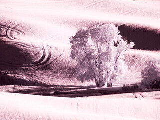 USA, Washington State, Palouse region, Lone tree in Field