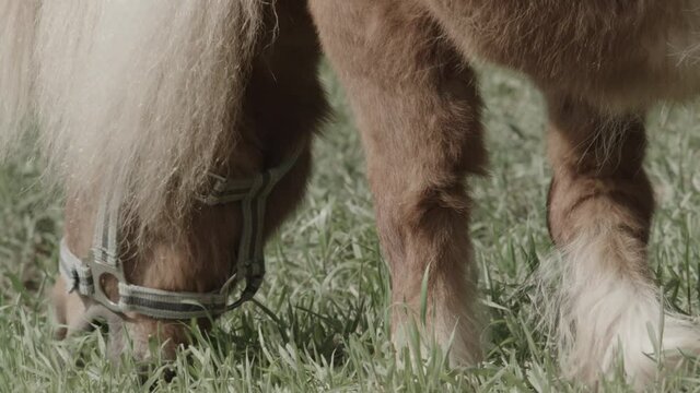 horses on a meadow