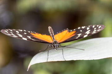 detailed close up of butterfly