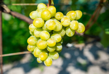 Ripe berries of green grape growing on branch in vineyard