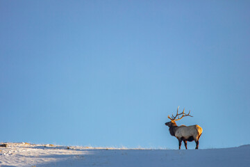 Bull elk on ridge at last light in Yellowstone National Park, Wyoming, USA