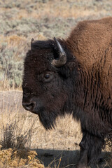 Fototapeta premium USA, Wyoming, Yellowstone National Park, Lamar Valley. Male American bison