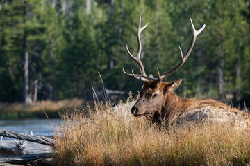 USA, Wyoming, Yellowstone National Park, Madison, Madison River. Male North American elk.