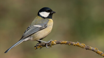 Great Tit and photographer(Great Tit)