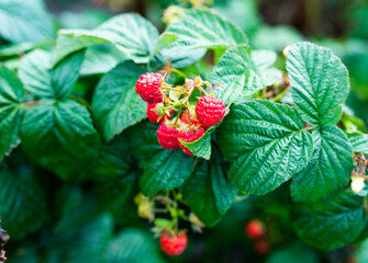 Green leaves and ripe raspberry berries ripen in orchard