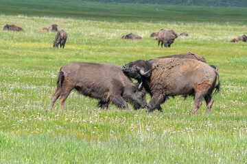 Grand Teton National Park, Bison joust in meadow, Wyoming