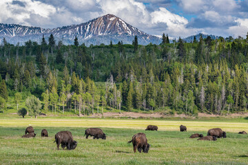 Bison graze in meadow, Grand Teton National Park, Wyoming © Danita Delimont