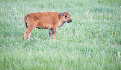 Bison calf in meadow, Grand Teton National Park, Wyoming
