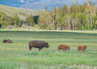 Bison with calf in meadow, Grand Teton National Park, Wyoming