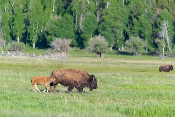 Bison with calf in meadow, Grand Teton National Park, Wyoming