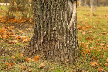 Tree trunk in autumn park