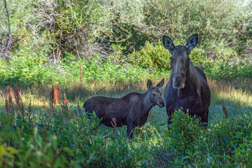 USA, Wyoming. Mother Cow moose protects her calf in wetland and willows